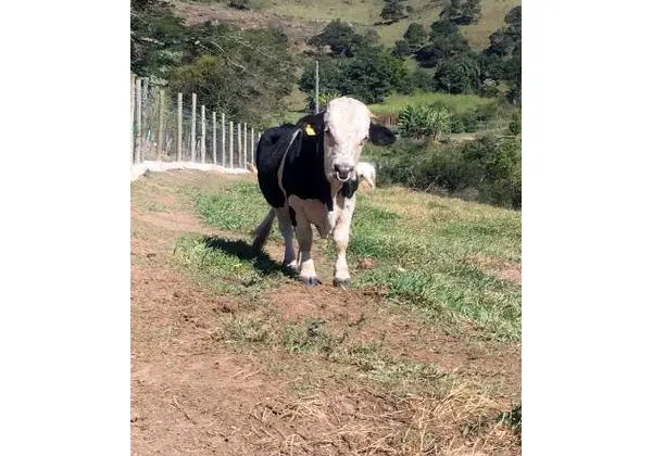 Vendo Boi