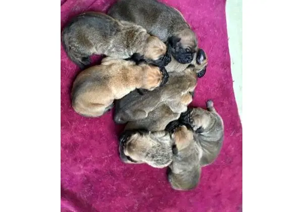 Fila Brasileiro