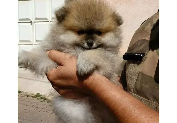 Filhote de Lulu da Pomerânia Anão / Spitz Alemão c/ pedigree