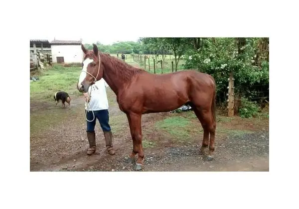 Cavalo Inteiro Marchador