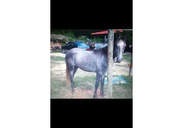 Cavalo