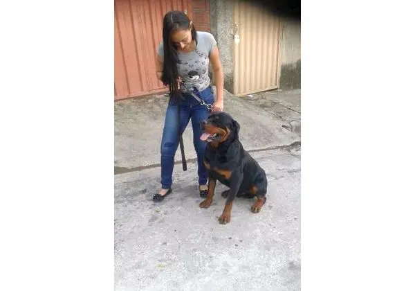 Rotwailler