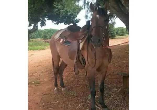 Cavalo manga larga marchador