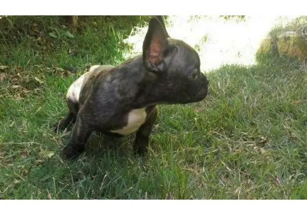 Canil Bulldog Francês belíssima fêmea; excelente pedigree