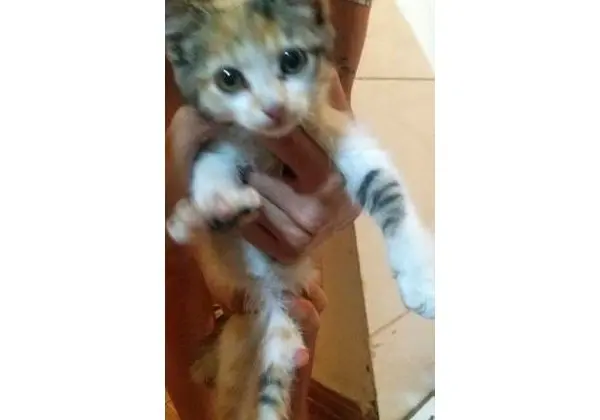 Adote essa linda e pequena gatinha
