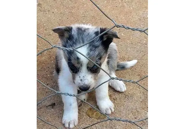 Border Collie