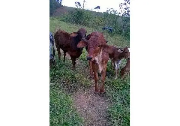 Oportunidade