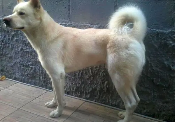 Akita Inu