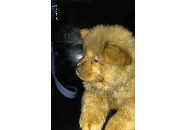Filhote de Chow Chow