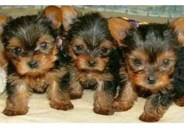 Yorkshire Terrier