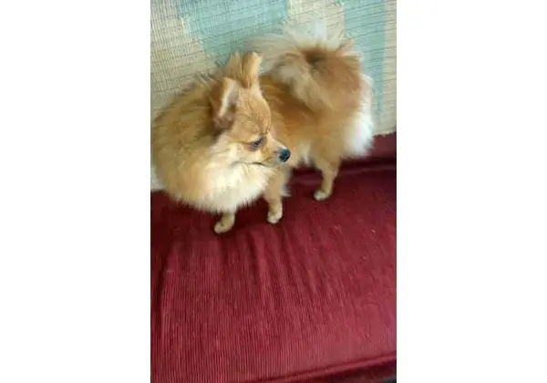 Urgente Spitz alemão macho 10 meses com pedigree
