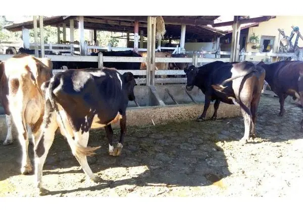 Vacas