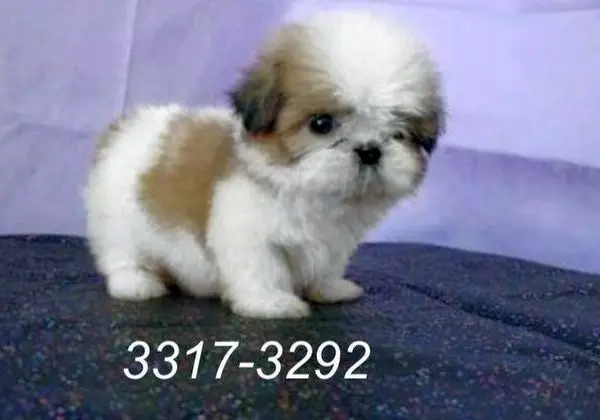 Shih Tzu Promocao Relampago Filhotes de mini shih tzu direto criador 3317-3292