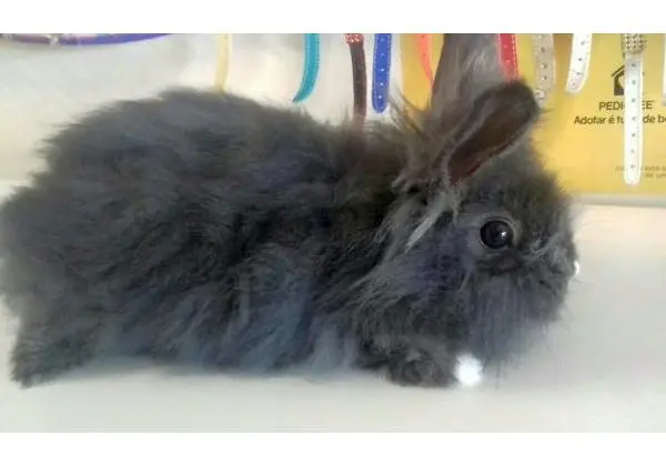 Mini lion