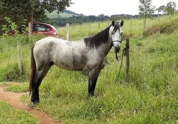 Cavalo Mangalarga Marchador