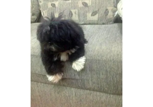 Cachorra shitzu