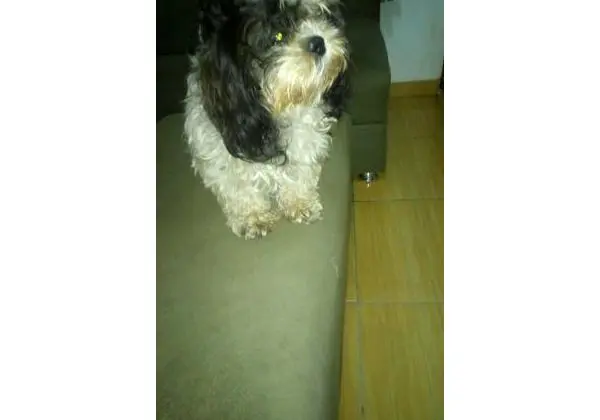 Vendo shih tzu fêmea