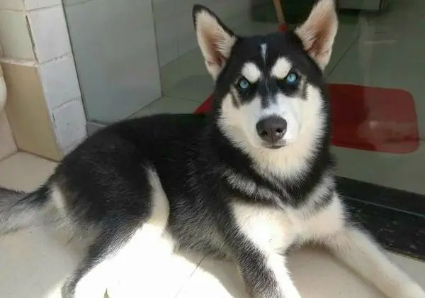 Femea de husky