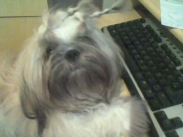 SHIH TZU MENOR TAMANHO