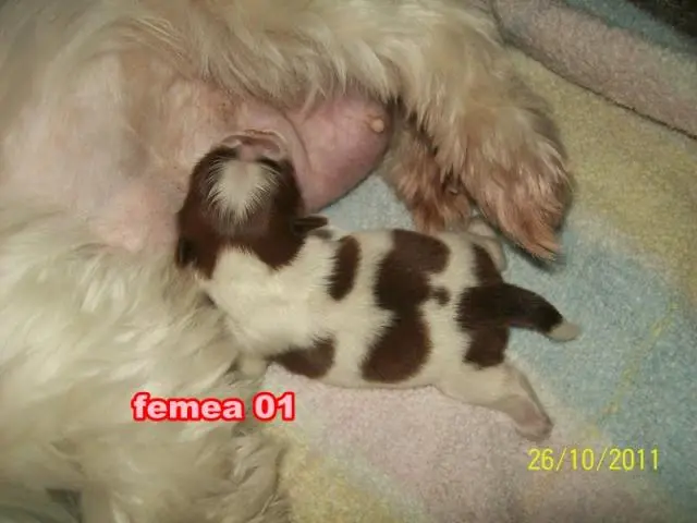 shih-tzu femea branca e chocolate o verdadeiro menor porte em SP
