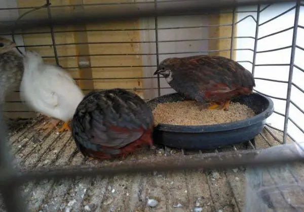 Ovos férteis de Codornas Chinesa