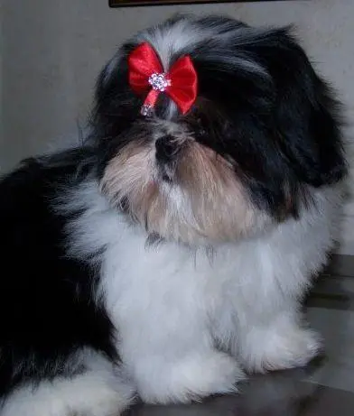 VENDO FILHOTES DE SHIH-TZU. ESCOLHA O SEU