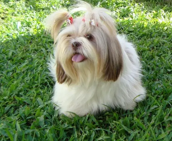 VENDO FILHOTES DE SHIH-TZU. ESCOLHA O SEU