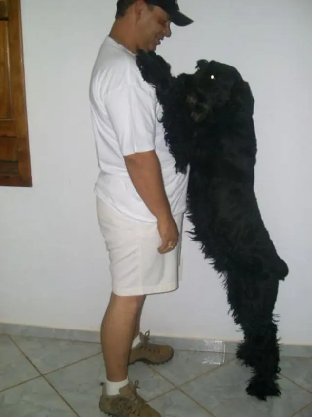 SCHNAUZER GIGANTE - VENDO FILHOTES