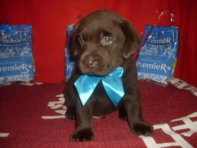 canilgrassini de labrador retriever no rio de janeiro