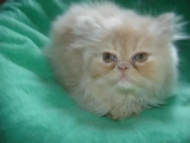 Esse presente e show gatos persa a venda
