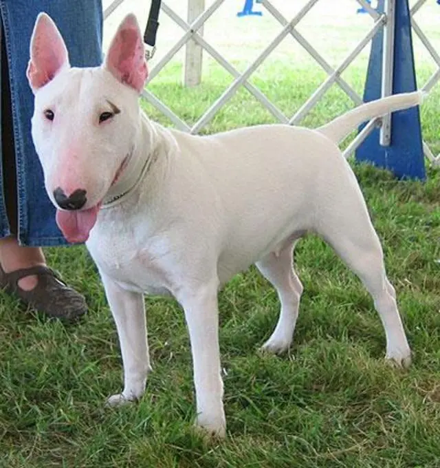 adestramento de cães em londrina