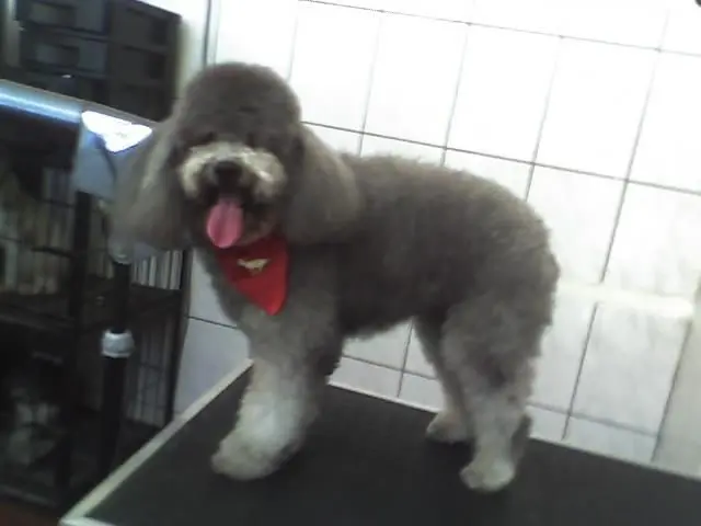 PET PATINHAS