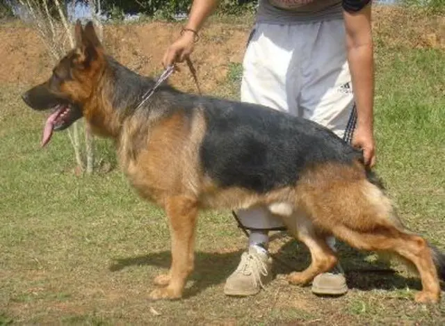 PASTOR ALEMÃO COM PEDIGREE
