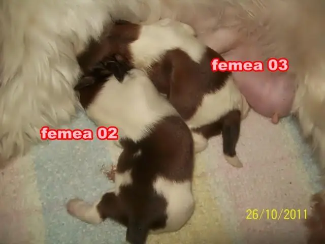 shih-tzu femea branca e chocolate o verdadeiro menor porte em SP