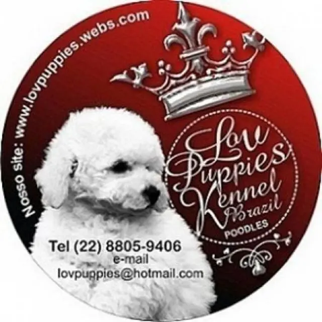 POODLE MICRO E POODLE TOY VERDADEIROS BIBELOS LOVPUPPIES KENNEL