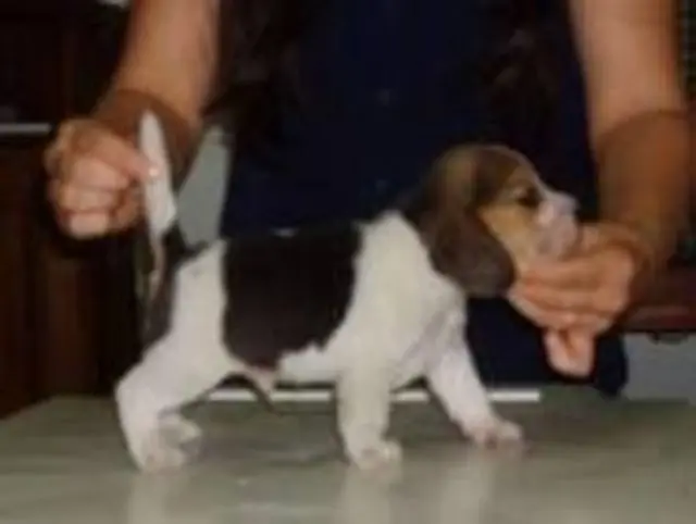 VENDO BEAGLE MACHINHO