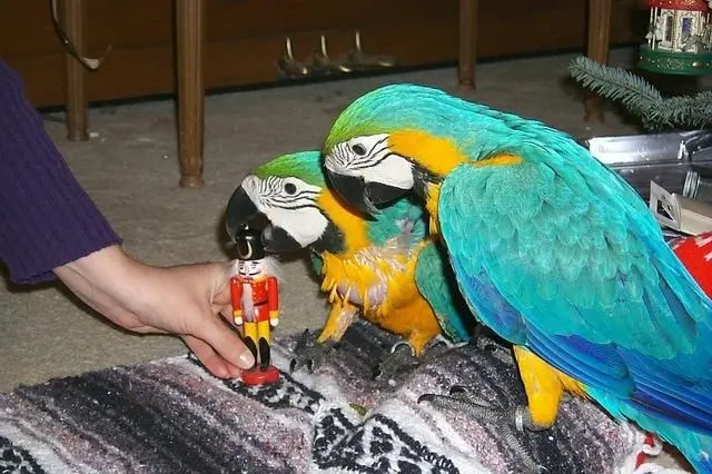 par arara azul e ouro