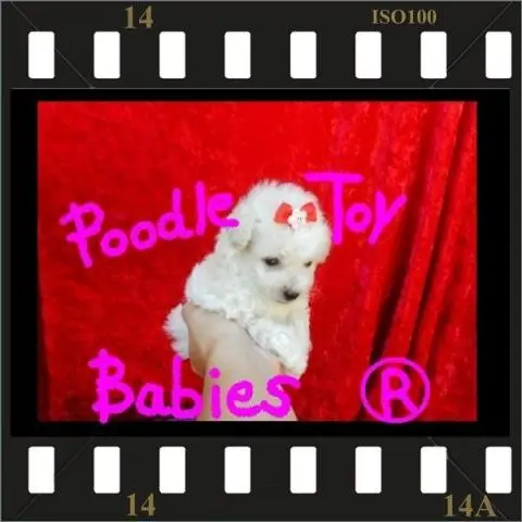 POODLE MICRO E POODLE TOY ESPECIALIZADO EM POODLES LOVPUPPIES KENNEL