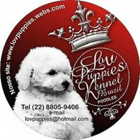 VERDADEIROS BIBELOS POODLE MICRO E POODLE TOY SEU PRESENTE ORIGINAL