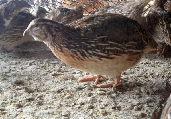 Ovos selecionados de Codornão Gigante Marrom, Carijó, branca e tibetan