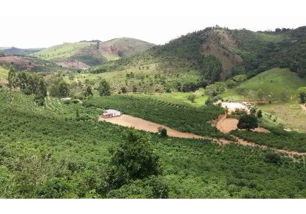 Cafe e gado