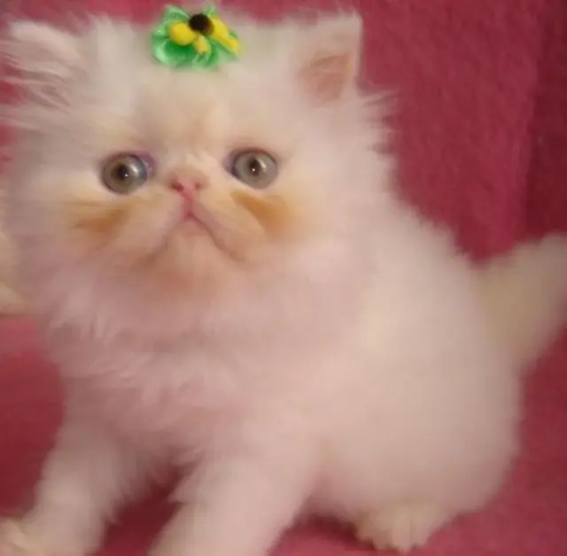 Esse presente e show gatos persa a venda