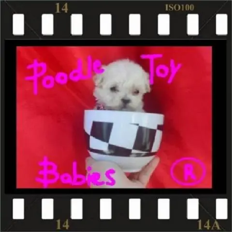 VERDADEIROS BIBELOS POODLE MICRO E POODLE TOY SEU PRESENTE ORIGINAL