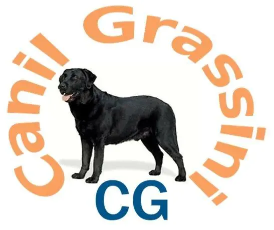 canil especializado em labrador retriever