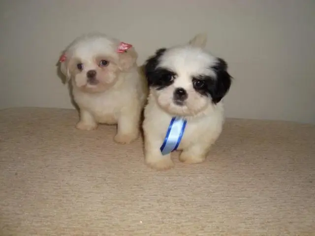 LINDOS FILHOTES DE LHASA APSO, MACHOS