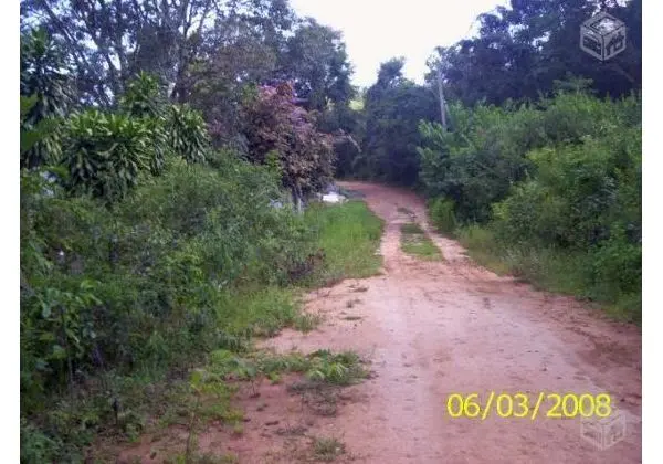 Terreno virgem, árvores nativas, linda paisagem
