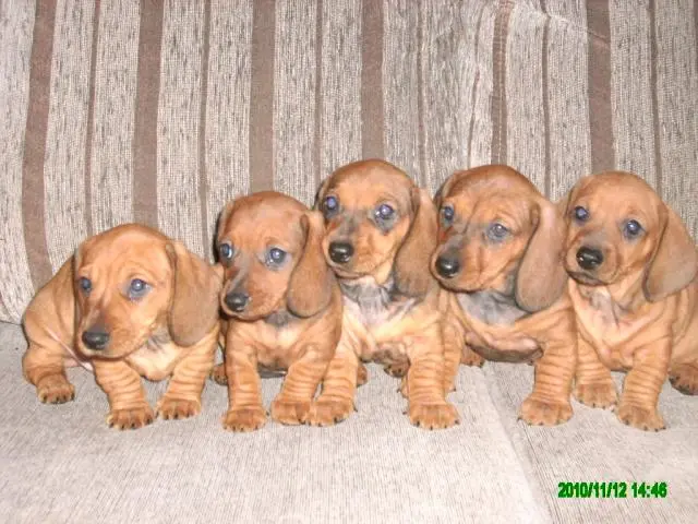VENDO LINDOS FILHOTES DE LINGUICINHA, PAIS NO LOCAL