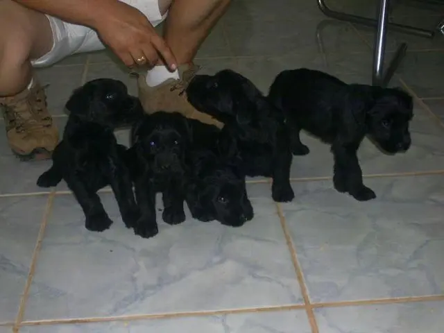 SCHNAUZER GIGANTE - VENDO FILHOTES