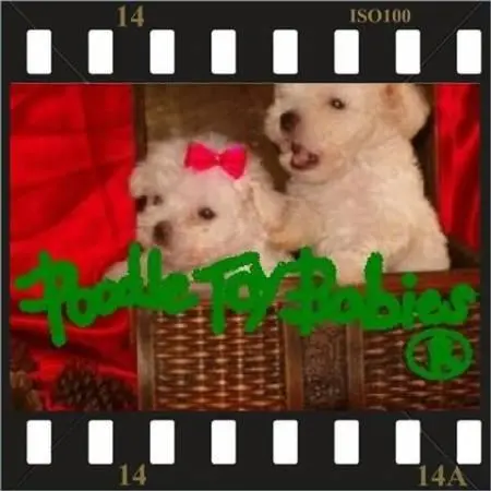 VERDADEIROS BIBELOS POODLE MICRO E POODLE TOY SEU PRESENTE ORIGINAL