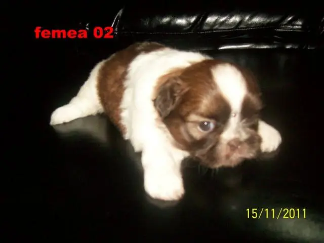 shih-tzu femea branca e chocolate o verdadeiro menor porte